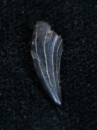 Unidentified Dinosaur (Saurornithoides?) Tooth #1365